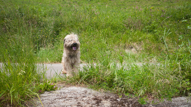 Perro gos d&acute;atura beige en carretera rural entre praderas