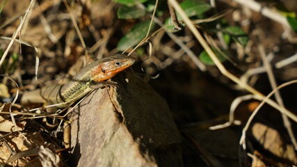 animal planta