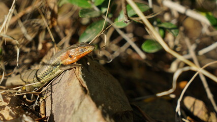 animal planta