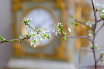 green twig with blossoming flowers. blossoming leaves and flowers against the background of an old clock. spring time concept
