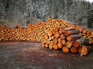 Holz, Baustoff