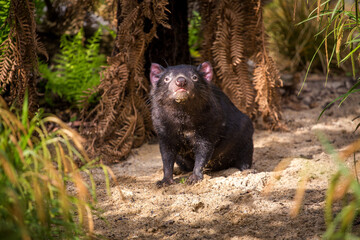 devil bear mammal or tasmanian devil