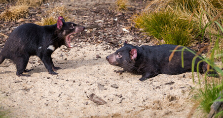 devil bear mammal or tasmanian devil