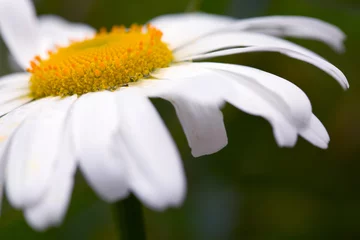 Wandaufkleber White daisy flower in sunset light. Close-up of a daisy flower © Swetlana Wall