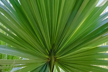 Tropic green palm leaf close-up
