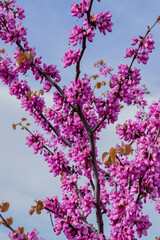 pink almond tree blossom