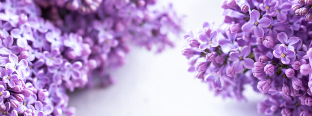 Beautiful floral spring background, banner with lilac branches. Lilac close-up, blurred bokeh background, sunlight. Lilac and pink flowers. 