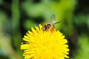 Yellow dandelions with a bee. The honey bee collects nectar from a dandelion flower. Close up of yellow dandelion flowers. Bright dandelion flowers on a background of green spring meadows. Macro.