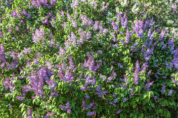Lilac bush with large inflorescences of fragrant flowers