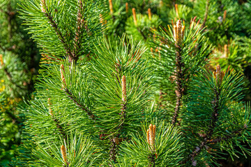 Pine branches with green needles and young shoots