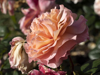 Rare rose flower at cultivation garden species Augusta Luise