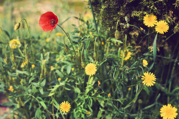 Obraz premium Red and yellow flowers in the field in spring