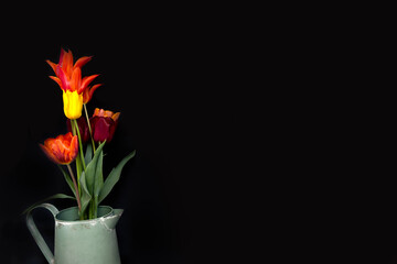 Fototapeta premium Bunch of colourful tulips on a black background, use as a card or background