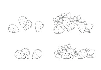 Vector strawberries. Strawberry flowers and leaves. Wild strawberries. Blackline vector on white background.