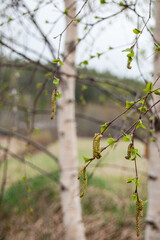 Birch with pollen in spring