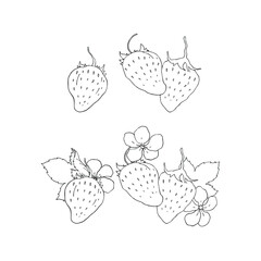Vector strawberries. Strawberry flowers and leaves. Blackline vector on white background.
