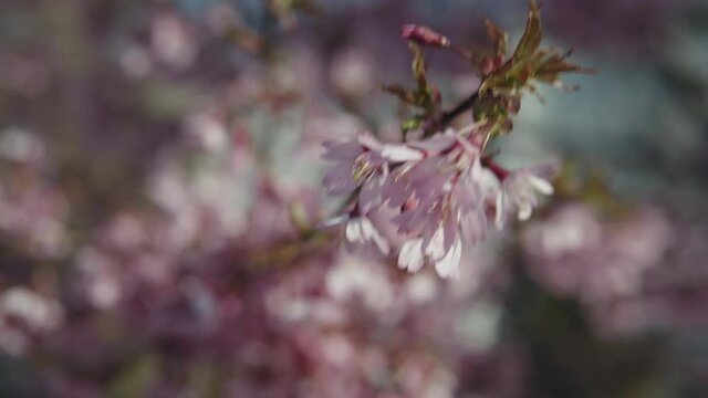 Close-up of sakura flowers on the branches swaying in the wind. Pink Sakura (Japanese Cherry Blossom) Trees against the blue sky