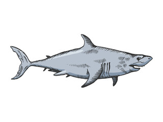 Fototapeta premium Shark ocean animal color line art sketch engraving vector illustration. T-shirt apparel print design. Scratch board imitation. Black and white hand drawn image.