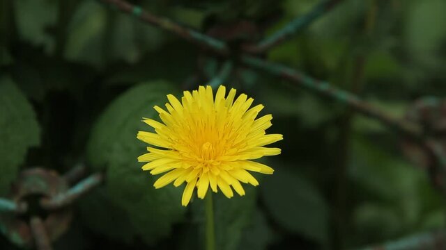 Yellow dandelion close up. Green natural background.
