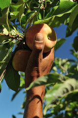 Harvest time at the end of summer when the apples are ripe and ready for hand picking
