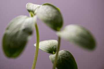 Growing cucumber seedlings in the greenhouse