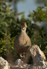 Portrait of a Grey francolin at Hamala, Bahrain
