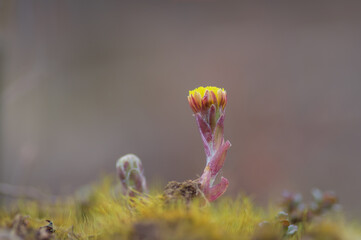 Closeup of one yellow coltsfoot flower and one coltsfoot bud growing in the green moss