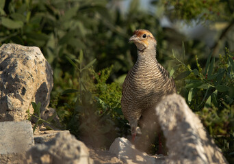 Closeup of a Grey francolin at Hamala, Bahrain