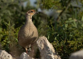 Portrait of a Grey francolin at Hamala, Bahrain