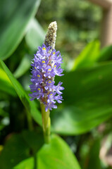 ポンテデリア・コルダタ