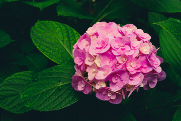 紫陽花アジサイあじさい