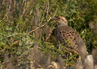 Grey francolin eating wild berry, Bahrain