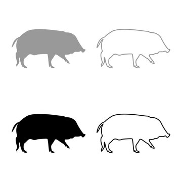 Wild boar Hog wart Swine Suidae Sus Tusker Scrofa silhouette grey black color vector illustration solid outline style image