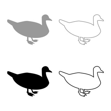 Duck Male mallard Bird Waterbird Waterfowl Poultry Fowl Canard silhouette grey black color vector illustration solid outline style image