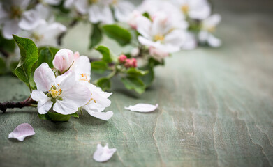 Blooming apple tree. Spring background