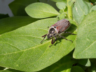 May beetle. (Chafer)
It is a plant pest. In April, May, they actively eat the pulp of flowering buds and soft young leaves, destroying trees, shrubs, flowering plants. Length 22-29 mm. The body is bla
