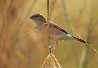 A backlit image of Indian Silverbill perched on reed, bahrain