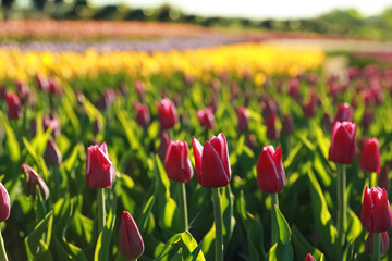 Beautiful view of field with blossoming tulips on sunny day