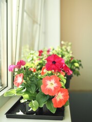 Summer flowers. Spring seedlings flowers in plastic pots on windowsill. Flowering seedlings of petunia ready for transplanting into a home garden. Gardening concept. Care of plants