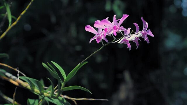 Laos. Full shot of pink and purple orchids in a dark green background.