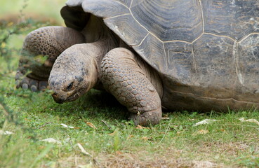 Galápagos giant tortoise, turtle eating grass