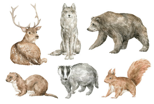 Watercolor cute forest animals. Brown bear, wolf, deer, badger, squirrel, weasel. Hand-painted woodland wildlife. 