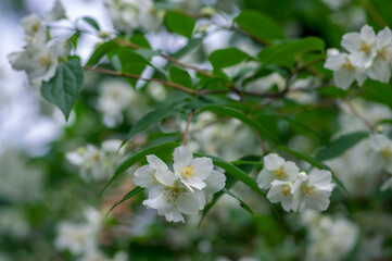Philadelphus coronarius sweet mock-orange white flowers in bloom on shrub branches, flowering English dogwood ornamental plant