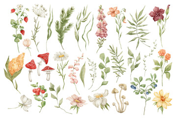 Watercolor set with wild meadow flowers, herbs, leaves and berries. Forest botany, summer nature elements. Strawberries, mushrooms, fir branch, bright field wildflowers.