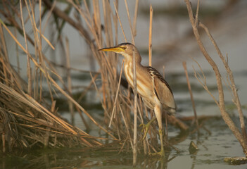 Little Bittern in its habitat at Asker marsh, Bahrain