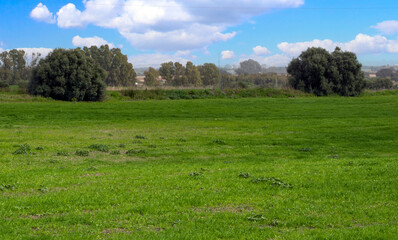 Andalusian meadows