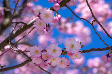 Prunus sargentii accolade sargent cherry flowering tree branches, beautiful groups light pink petal flowers in bloom and buds