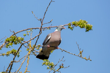 A wood pigeon perched in a tree