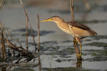 Little Bittern perched on a tiwg at Asker marsh, Bahrain