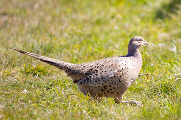 A Pheasant hen walking through a meadow